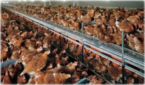 This is a cage-free operation in Virginia. Seriously.