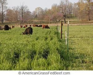 This is what you're looking for. Note lightweight fencing, and height difference in grass.